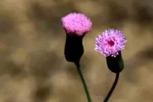 种植一点红的方法和重点?种植一点红要做好哪些细节?插图3 种植一点红的方法和重点?种植一点红要做好哪些细节?插图3