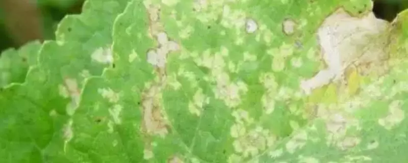 萝卜白锈病如何进行防治 ,萝卜白锈病怎么隔年轮作插图 萝卜白锈病如何进行防治 ,萝卜白锈病怎么隔年轮作插图