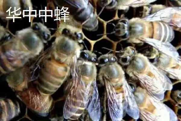 海南中蜂品种介绍，群势较小但具有较强的采集能力插图5