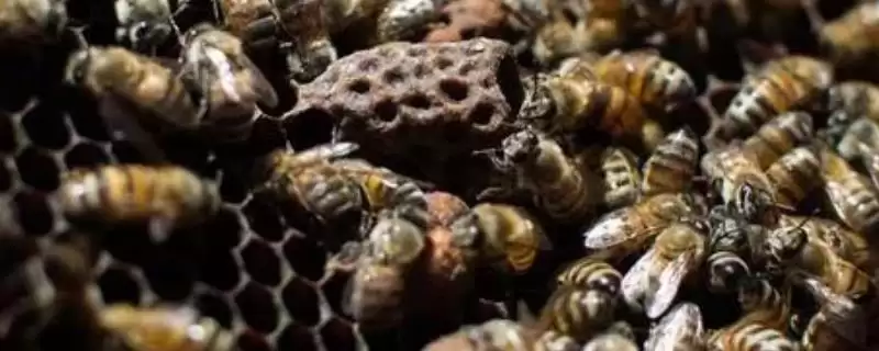 杀蜂螨的方法，可采用断子灭杀法、喷施药物法或挂药熏蒸法-会东网