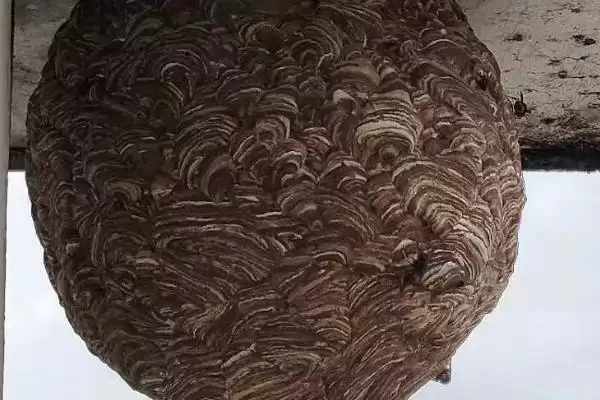 捅了马蜂窝过多久蜜蜂才会离开，大型马蜂可能会停留1-2天插图2