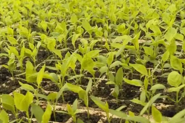 辣椒的育苗技术 ,辣椒种植前浸种时间有何要求？插图3