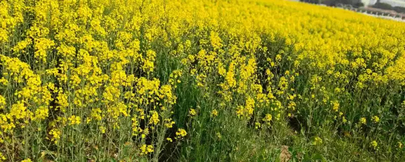 油菜种子是单子叶还是双子叶，是双子叶-会东网
