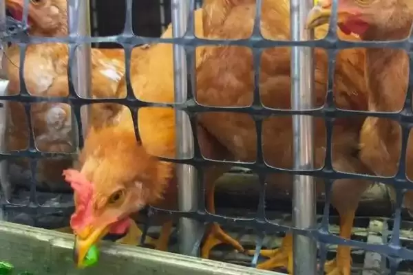 提高养鸡经济效益的方法和重点？养鸡要做好哪些效益提升策略？插图6