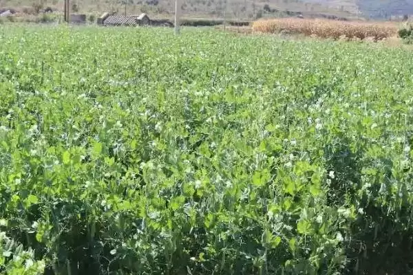 豌豆的种植方法？种植豌豆要遵循哪些科学的种植步骤和管理要点？插图2