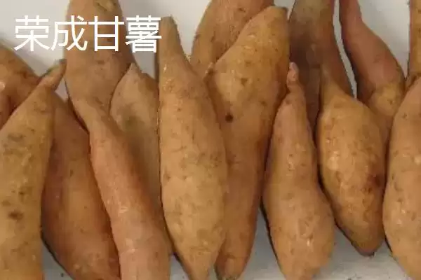 山东荣成的特产，荣成海参堪称参中之王插图3