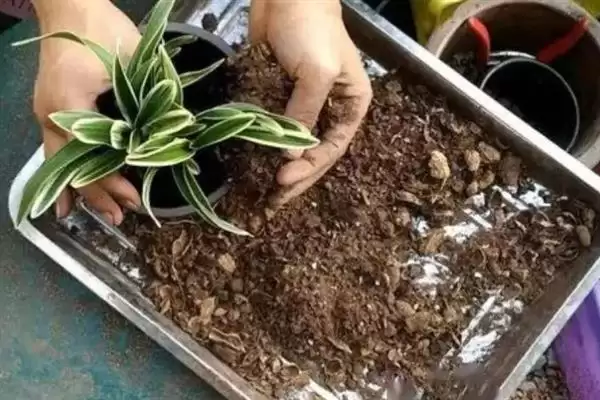 如何促使虎皮兰冒新芽？养护虎皮兰促新芽要掌握哪些有效技巧？插图2