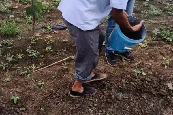 施用生物肥料的注意事项？施用生物肥料要遵循哪些关键的使用要点？插图3