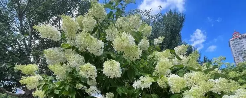 木绣球地栽的养护方法是怎样的呢,木绣球地栽最好栽种在半阴的环境当中-会东网