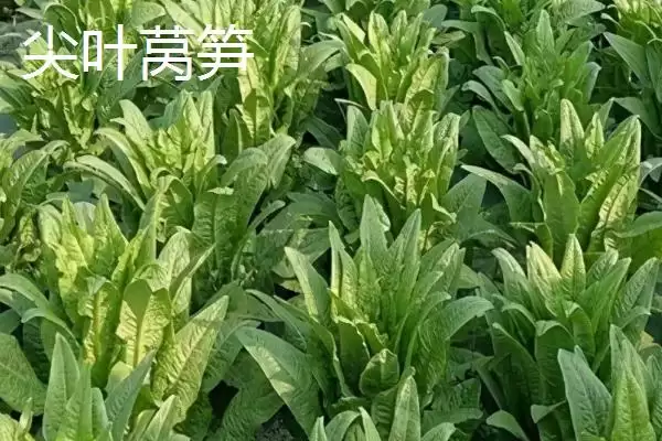 莴笋的产地？了解莴笋产地要知晓哪些主要的地域分布和生长环境信息？插图2