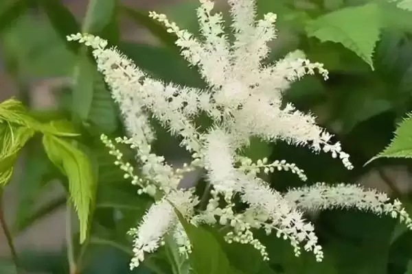 升麻的管理技术？管理升麻要掌握哪些关键的种植管理方法？插图1