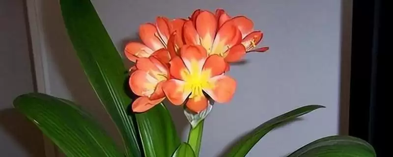 君子兰开花的叶片数量 ,君子兰长出多少片叶子可能开花呢？-会东网