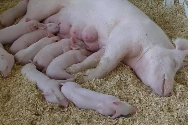 母猪不进食没精神且不发烧怎么处理呢,热天母猪不食可拌水饮冬夏太保插图4