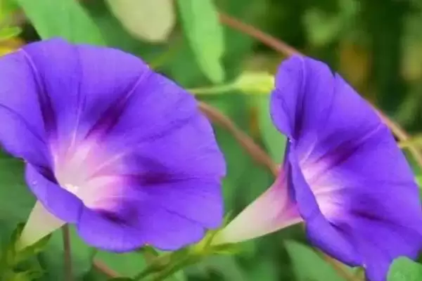 牵牛花的顽强生命力：花朵颜色多且生命力强的奥秘插图2