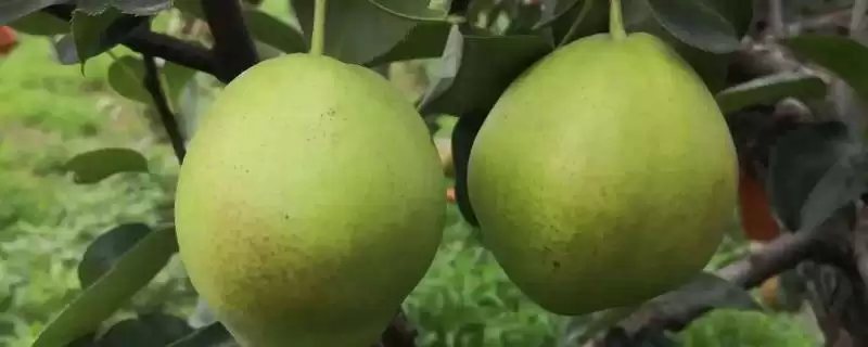 认识优质梨子品种的方法和重点？认识优质梨子品种要做好哪些细节？-会东网
