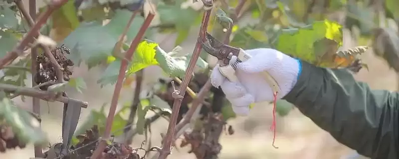 修剪葡萄的方法和重点？修剪葡萄要做好哪些细节？-会东网