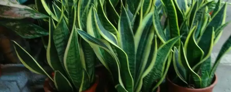 如何促使虎皮兰冒新芽?养护虎皮兰促新芽要掌握哪些有效技巧?-会东网