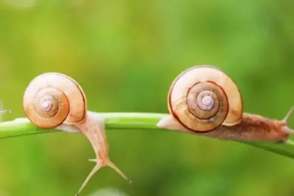 了解蜗牛天敌的方法和重点？探寻蜗牛天敌要做好哪些细节？插图2