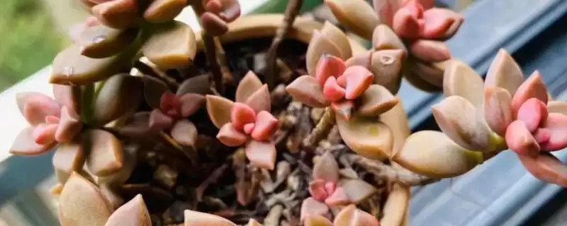 新手必看！姬胧月、虹之玉、冬美人等易养多肉植物推荐-会东网