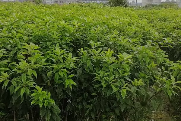 三华李树苗什么时候种植好?种植三华李树苗要把握哪些合适时机?插图2 三华李树苗什么时候种植好?种植三华李树苗要把握哪些合适时机?插图2