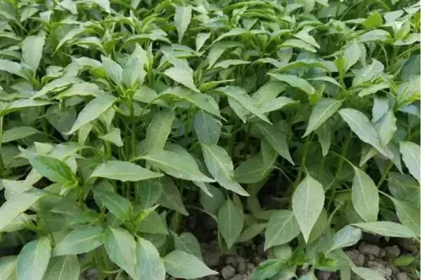 辣椒适龄壮苗的生育期 ,辣椒春季育苗为何需 70-100 天？插图7