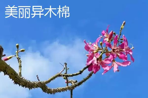 美丽异木棉和木棉有什么区别呢 ,美丽异木棉和木棉科属、形态、习性不同插图5