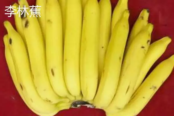 台湾香蕉的主要栽培品种，常见的有李林蕉、玫瑰蕉、旦蕉等插图1