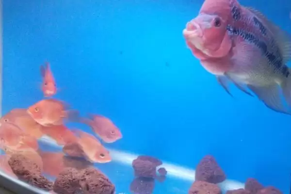 罗汉鱼起头时间是什么时候 ,珍珠品系罗汉鱼何时起头插图8