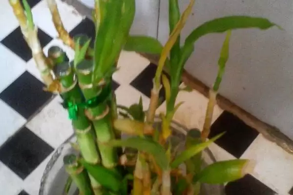 让富贵竹生根的方法?促使富贵竹生根要掌握哪些有效的水培和养护技巧?插图1 让富贵竹生根的方法?促使富贵竹生根要掌握哪些有效的水培和养护技巧?插图1