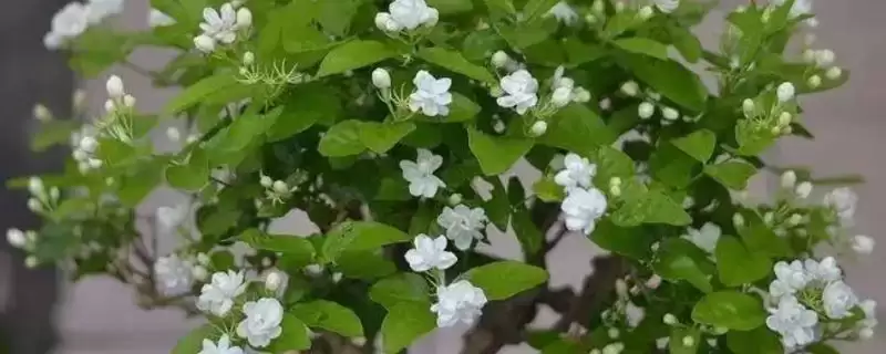 盆栽茉莉修剪技巧：生长期、开花期和花后修剪的方法-会东网