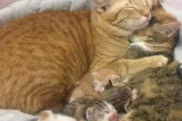 猫怀孕多少天会生产 ,猫的孕期时长是多久插图1