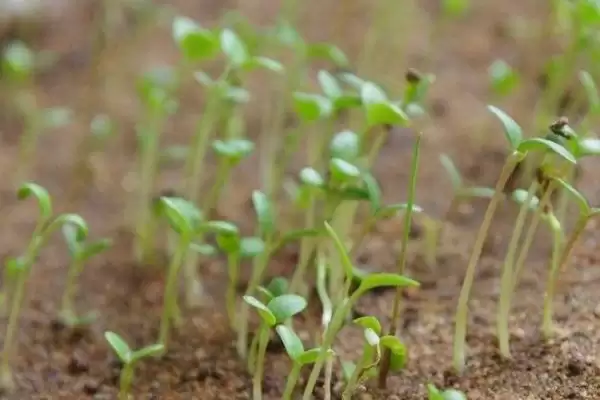 种植波斯菊种子的方法和重点？种植波斯菊种子要做好哪些细节？插图1