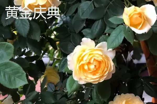 认识月季品种的方法和重点？认识月季品种要做好哪些细节？插图9