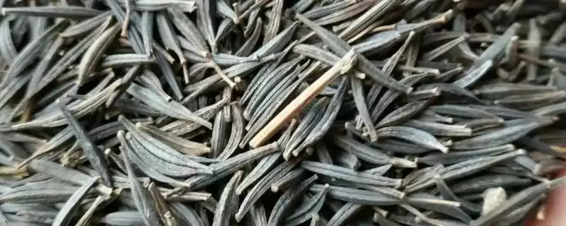 种植波斯菊种子的方法和重点？种植波斯菊种子要做好哪些细节？-会东网