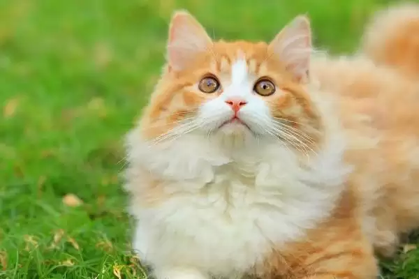 猫拉肚子是什么原因导致的 ,猫拉肚子和感冒应激有关吗插图2