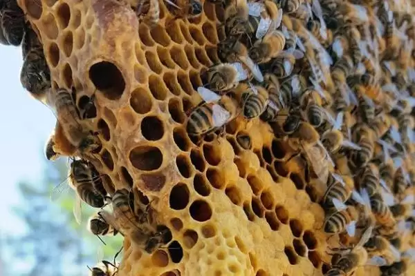 蜜蜂分家前的征兆，早期征兆为蜂群培育雄蜂插图2