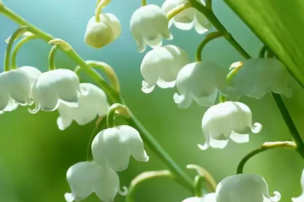 铃兰的植物简介 ,铃兰为什么是我国传统中药材？插图1