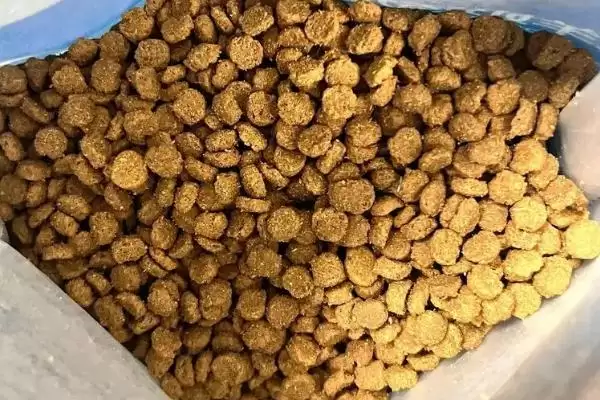 猫咪发腮好还是不好 ,猫咪发腮仅影响体型和外表插图3 猫咪发腮好还是不好 ,猫咪发腮仅影响体型和外表插图3