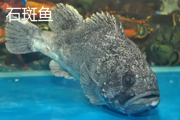 海水鱼养殖福音：大黄鱼和海鲈鱼等好养鱼种介绍插图6