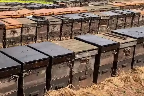 新手养蜂如何避免蜂群逃跑，使用无异味的蜂箱可让蜂群安定插图3