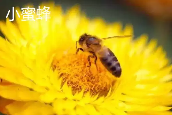 小蜜蜂和大蜜蜂有什么区别，体型是最大不同插图1