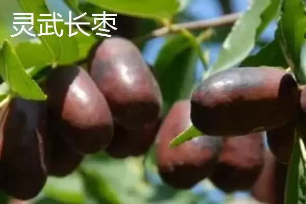 宁夏特产明星:灵武长枣成为中国国家地理标志产品的传奇插图1 宁夏特产明星:灵武长枣成为中国国家地理标志产品的传奇插图1