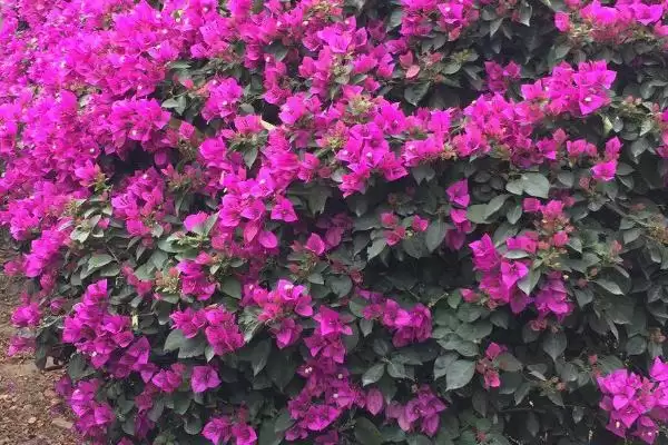 三角梅不开花怎么办？养护三角梅处理不开花问题要掌握哪些方法？插图4