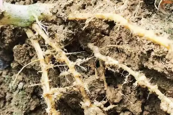 甜瓜根结线虫病的症状？了解甜瓜根结线虫病症状要知晓哪些病害表现要点？插图2