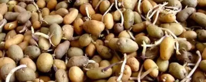 蔬菜种子如何催芽?催芽蔬菜种子要掌握哪些科学的催芽方法和步骤?插图 蔬菜种子如何催芽?催芽蔬菜种子要掌握哪些科学的催芽方法和步骤?插图