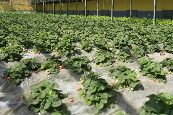 连阴天大棚草莓的管理方法，应坚持揭草帘并适当加温插图2