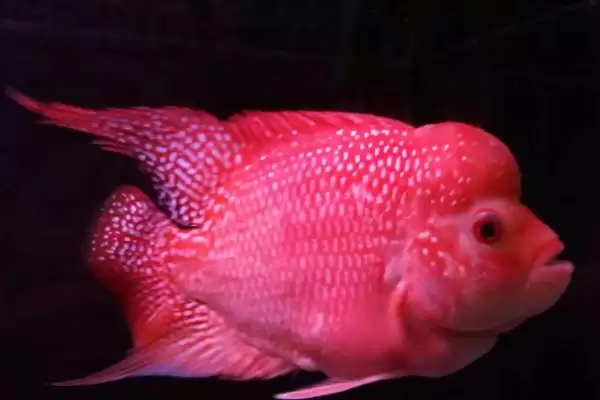 罗汉鱼肠炎的病因和治疗方式有哪些 ,罗汉鱼肠炎因何而起怎么治插图2