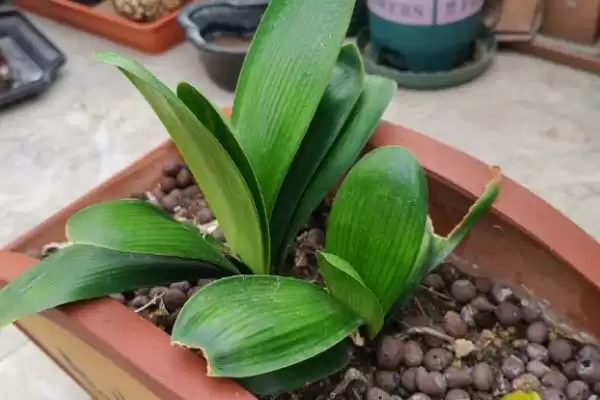 君子兰开花的叶片数量 ,君子兰长出多少片叶子可能开花呢？插图5