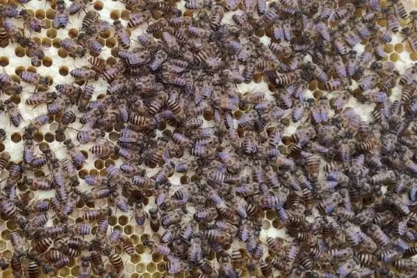 蜜蜂双王群的优势，繁殖速度快且适应能力强插图2