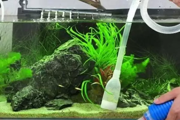 普通小鱼缸换水技巧：用管子抽水兑新水的正确方法插图1